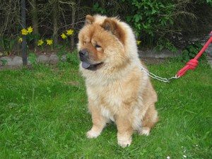 education chow chow