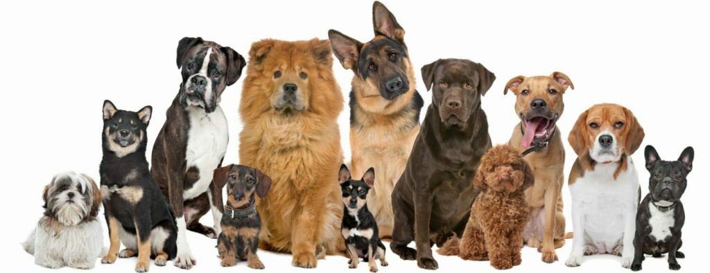 education canine mont de marsan landes