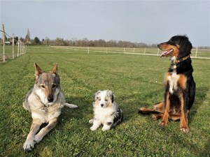 L'éducation de votre chiot ou la rééducation de votre chien adulte